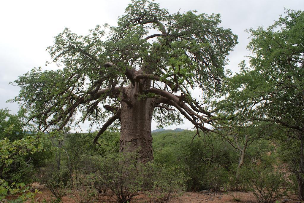 Adansonia Eco Lodge Musina Luaran gambar