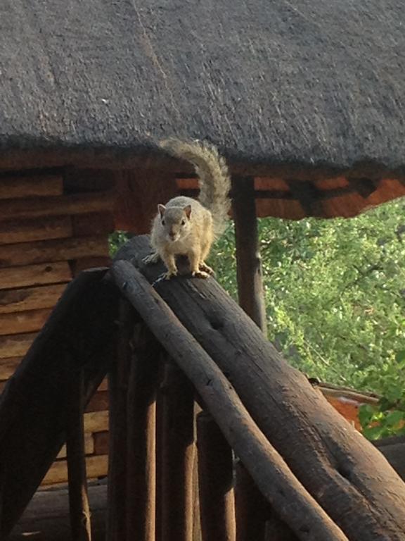 Adansonia Eco Lodge Musina Luaran gambar