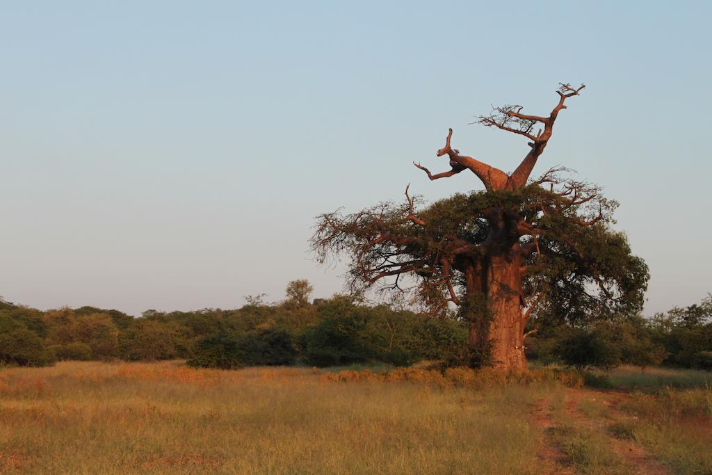 Adansonia Eco Lodge Musina Luaran gambar