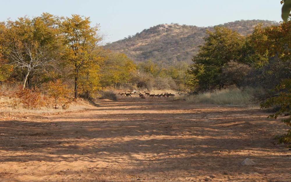 Adansonia Eco Lodge Musina Luaran gambar