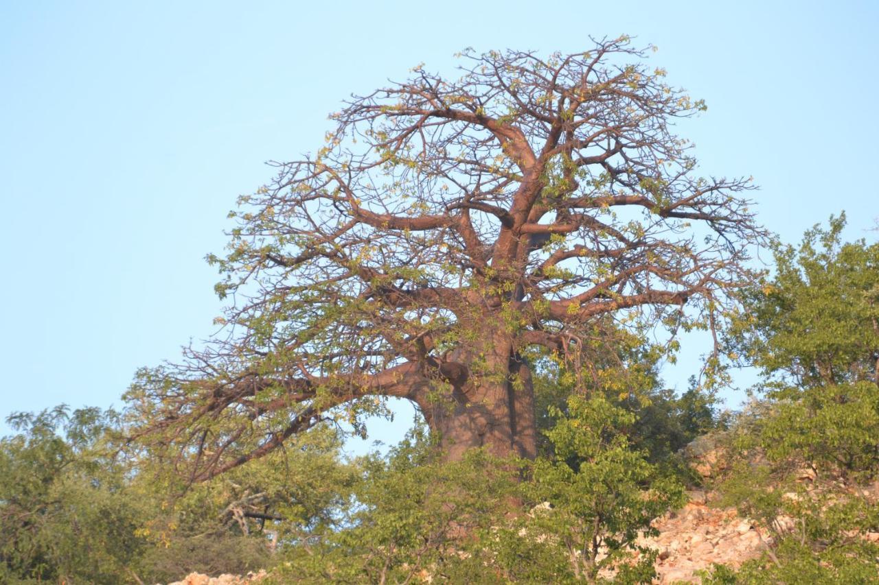 Adansonia Eco Lodge Musina Luaran gambar
